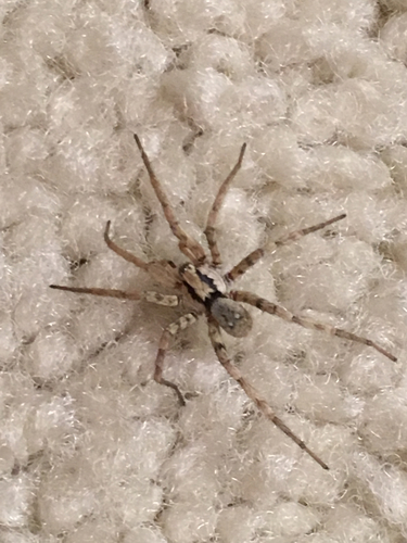 Miturgidae