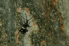 Psecadius