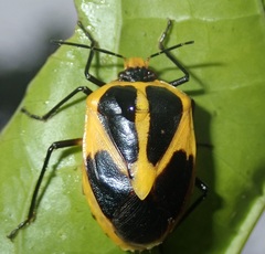 Pharypia generosa