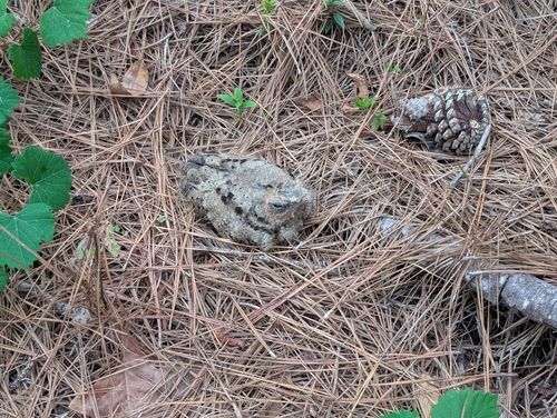 Chuck-will's-widow observed by ikanos