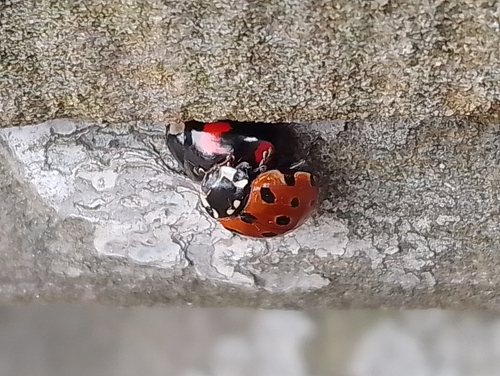 Eyed ladybird