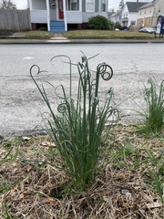 Allium vineale