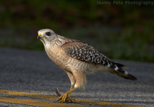 Red-shouldered Hawk, photo 3 of 10