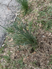 Allium vineale