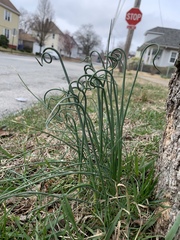 Allium vineale