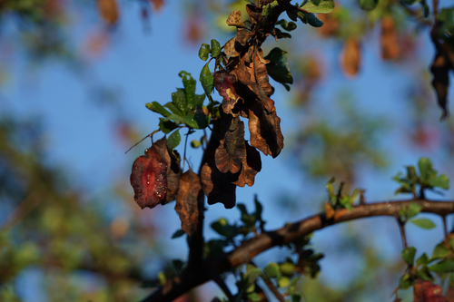Terminalia prunioides, photograph 5