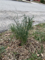 Allium vineale