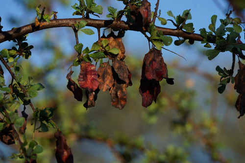Terminalia prunioides, photograph 6