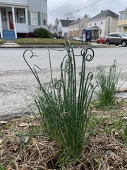 Allium vineale