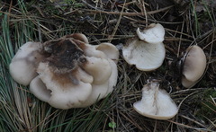 Lentinellus castoreus