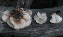 Lentinellus castoreus