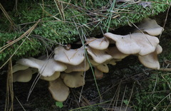 Lentinellus castoreus