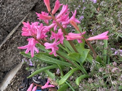 Hyacinthus