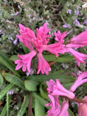 Hyacinthus