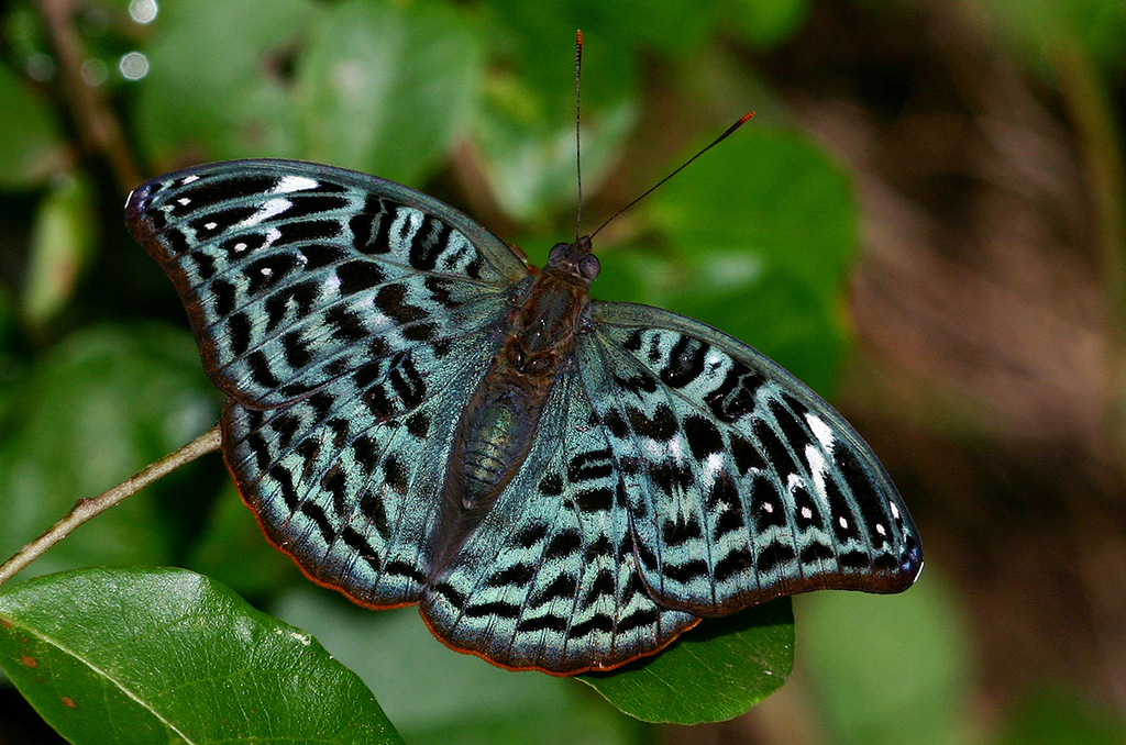 Euryphura