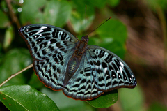 Euryphura achlys
