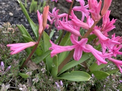 Hyacinthus