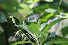 Siphocampylus umbellatus