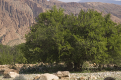 Argania spinosa