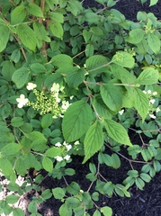 Viburnum plicatum