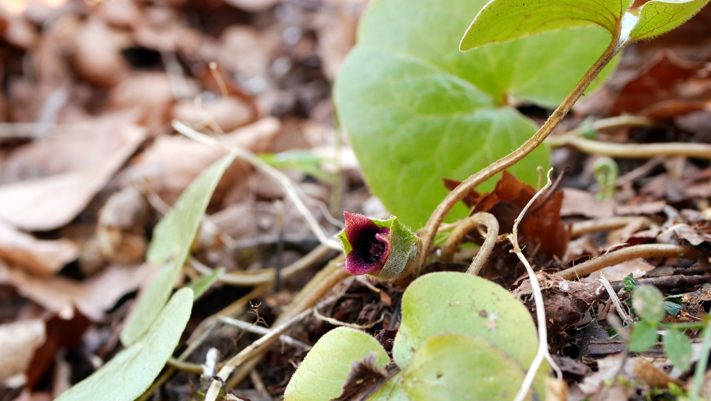 Asarum europaeum, 72534 Hayingen, Deutschland