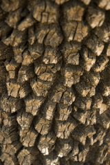 Argania spinosa