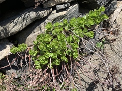 Phedimus