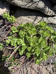 Phedimus