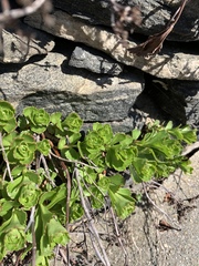 Phedimus