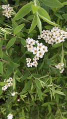 Spiraea cinerea