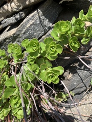 Phedimus