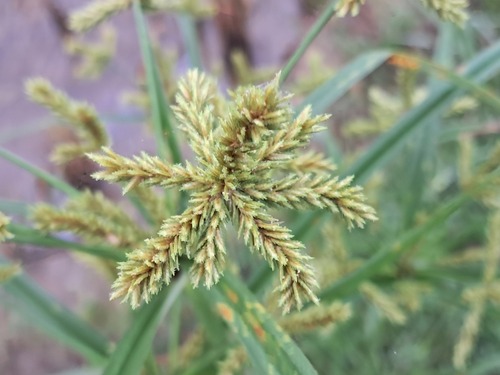 clustered flatsedge