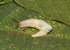 Peltella