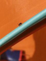 Asagena americana