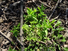 Moehringia trinervia