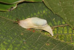 Peltella