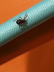 Asagena americana
