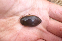 Dytiscus verticalis