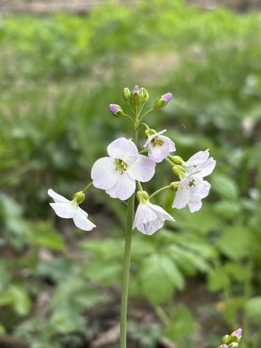 Cuckooflower