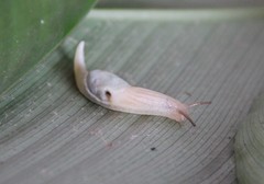 Peltella