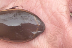 Dytiscus verticalis