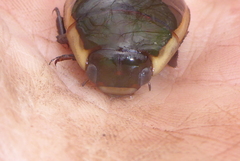Dytiscus verticalis