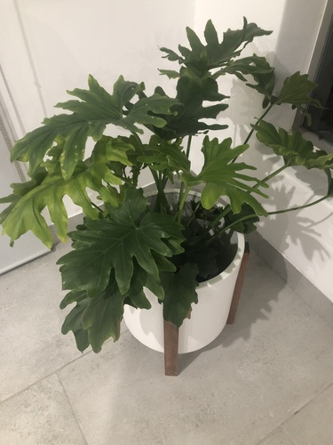 Philodendron xanadu iNat (1)