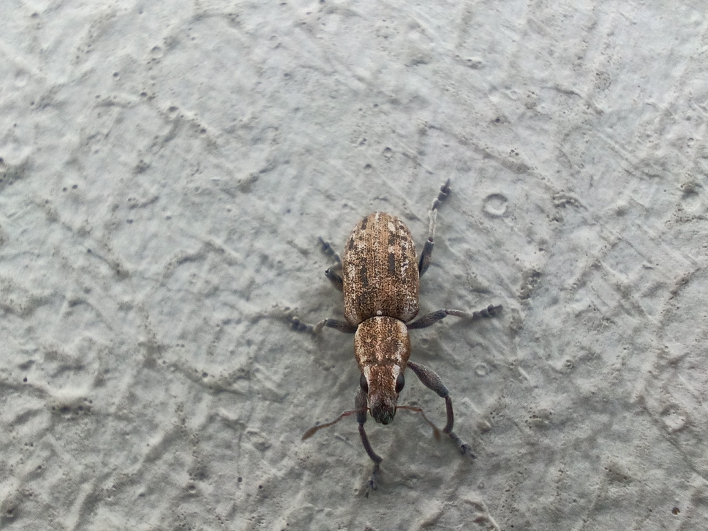 Sitona longulus