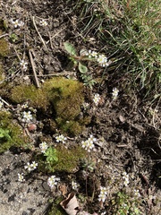 Draba verna