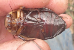 Dytiscus verticalis
