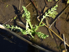 Tephroseris palustris