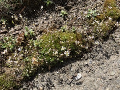 Draba verna