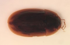 Helobata larvalis