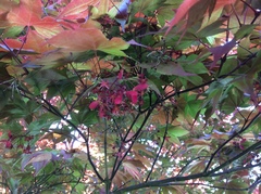 Acer palmatum